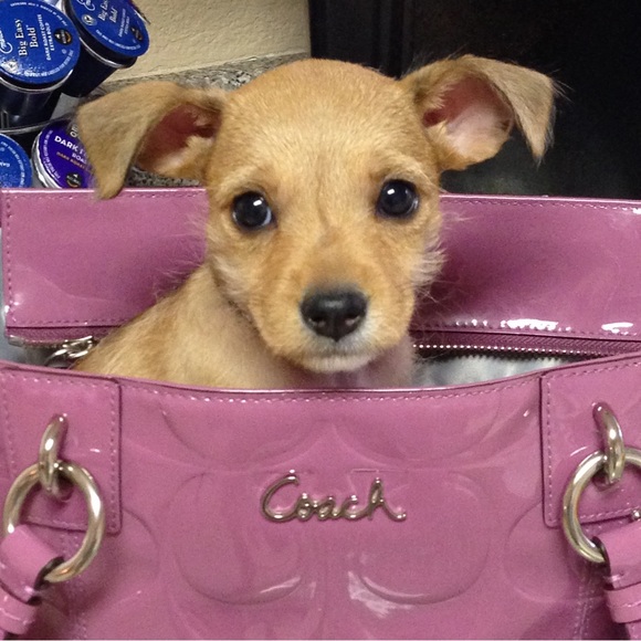 Meet your Posher, Kelly - Picture 4 of 6